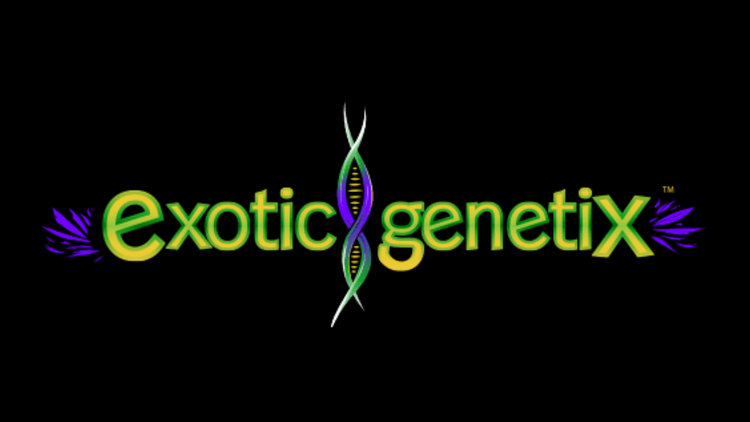 Exotic Genetix Samen kaufen