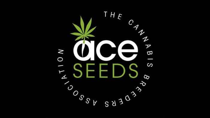 Buy Ace Seeds