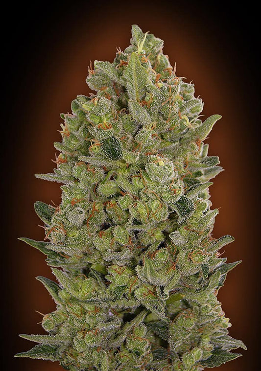 00 Cheese (00 Seeds) feminisiert