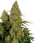 Sticky Orange XXL Auto (Sensi Seeds) Cannabis Samen von MischSeeds
