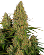 Sticky Orange XXL Auto (Sensi Seeds)