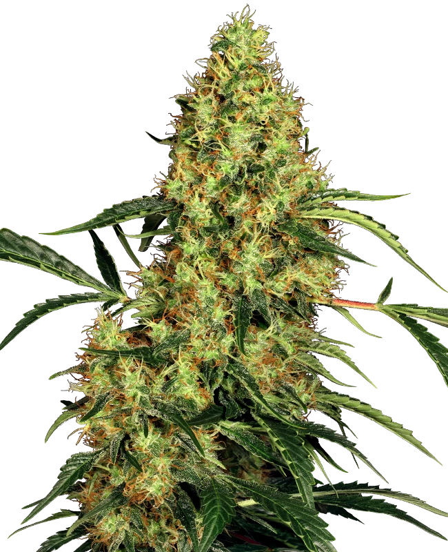 Mexican Sativa (Sensi Seeds) feminisiert