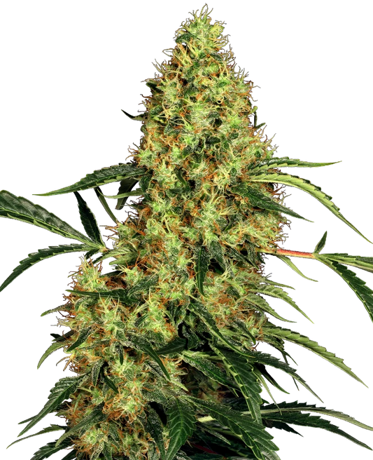 Mexican Sativa (Sensi Seeds) feminisiert