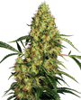 Mexican Sativa (Sensi Seeds) Feminized