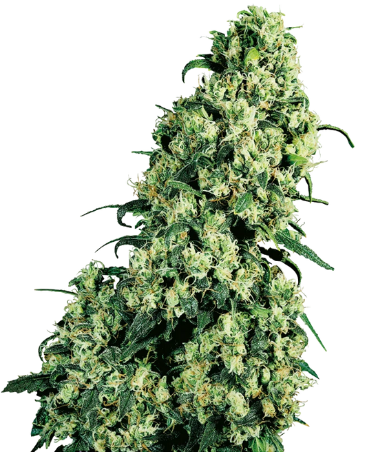 Skunk #1 (Sensi Seeds) feminisiert