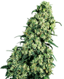 Skunk #1 (Sensi Seeds) feminized