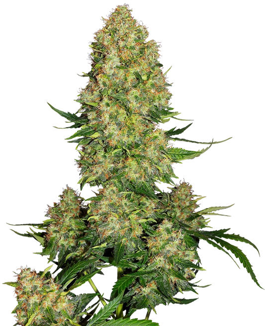 Skunk #1 Auto (Sensi Seeds)