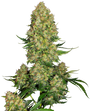 Skunk #1 Auto (Sensi Seeds)