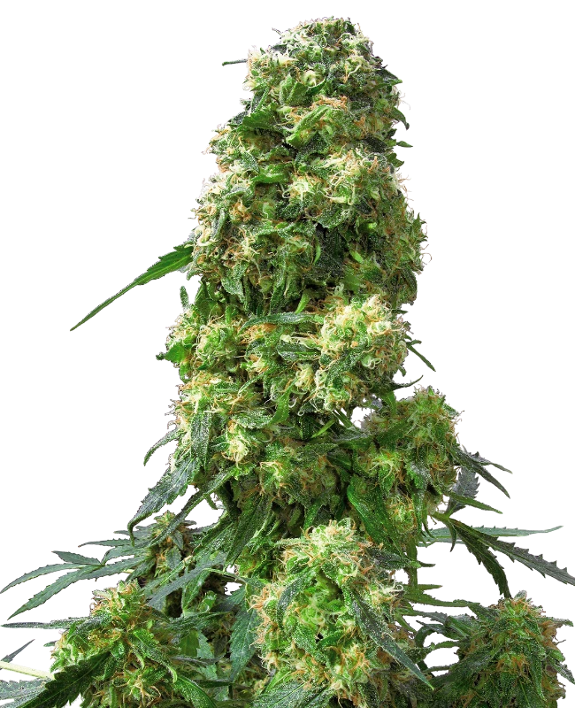 Early Skunk (Sensi Seeds) feminisiert