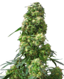 Early Skunk (Sensi Seeds) feminized