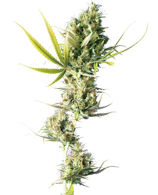 Durban (Sensi Seeds) feminisiert