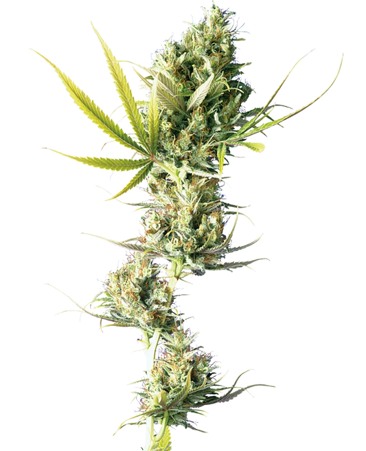Durban (Sensi Seeds) feminisiert