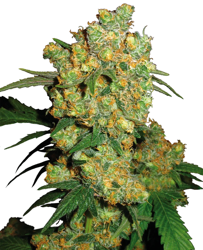 Big Bud Sensi Seeds