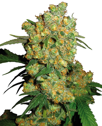 Big Bud (Sensi Seeds) feminisiert