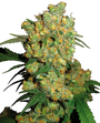 Big Bud (Sensi Seeds) feminized