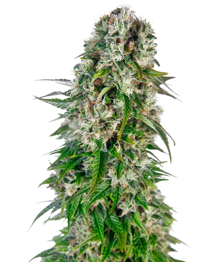 Big Bud Auto (Sensi Seeds)