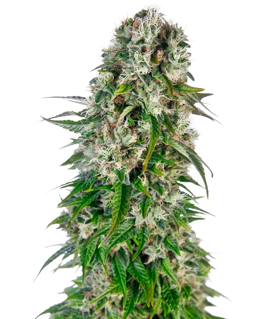 Big Bud Auto (Sensi Seeds)