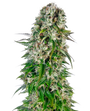 Big Bud Auto (Sensi Seeds)