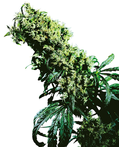 Northern Lights #5 x Haze (Sensi Seeds) feminisiert