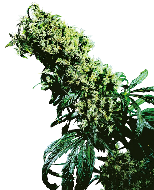 Northern Lights #5 x Haze (Sensi Seeds) feminisiert