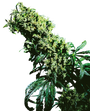 Northern Lights #5 x Haze (Sensi Seeds) feminized