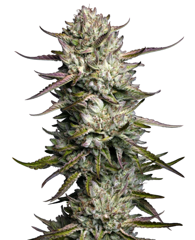 Purple Berry Muffinz (Humboldt Seed Co.) feminisiert