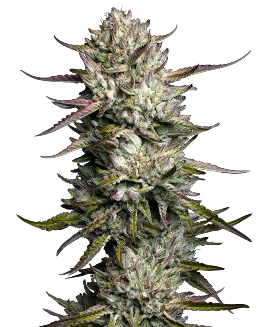 Purple Berry Muffinz (Humboldt Seed Co.) feminisiert