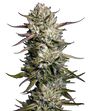 Purple Berry Muffinz (Humboldt Seed Co.) feminisiert