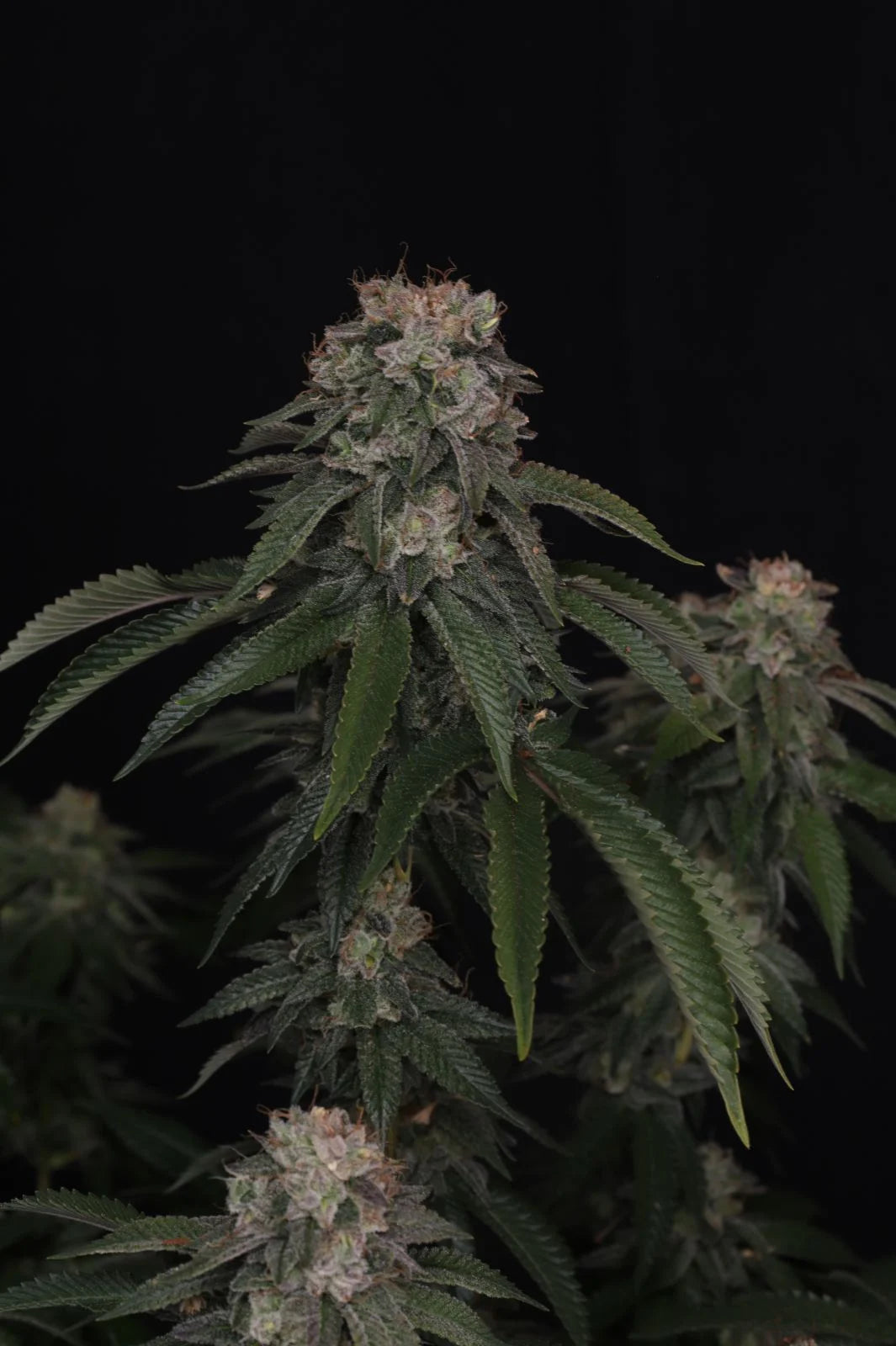 GG#4 (FastBuds) feminisiert