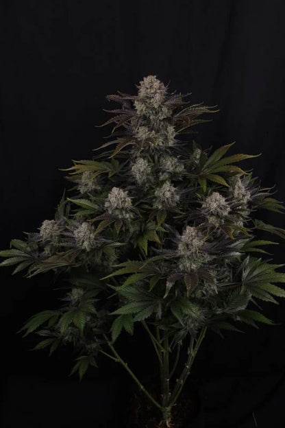 Frostbanger F4 Auto (FastBuds)