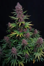 Ztrawberriez Auto (FastBuds)