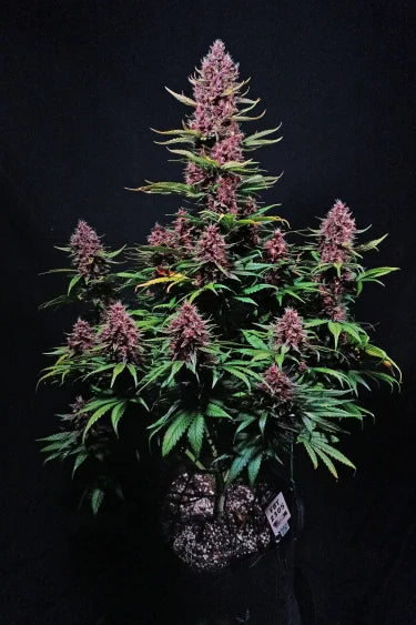 Ztrawberriez Auto (FastBuds)