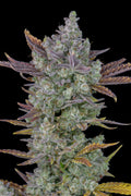 Gorilla Cookies Auto (FastBuds) Cannabis Samen von Fastbuds