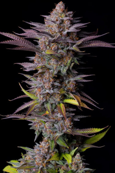 Tropicana Cookies FF (FastBuds) feminisiert