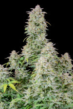 Forbidden Runtz Auto (FastBuds)