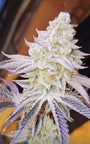 Aurelium (In House Genetics) feminized