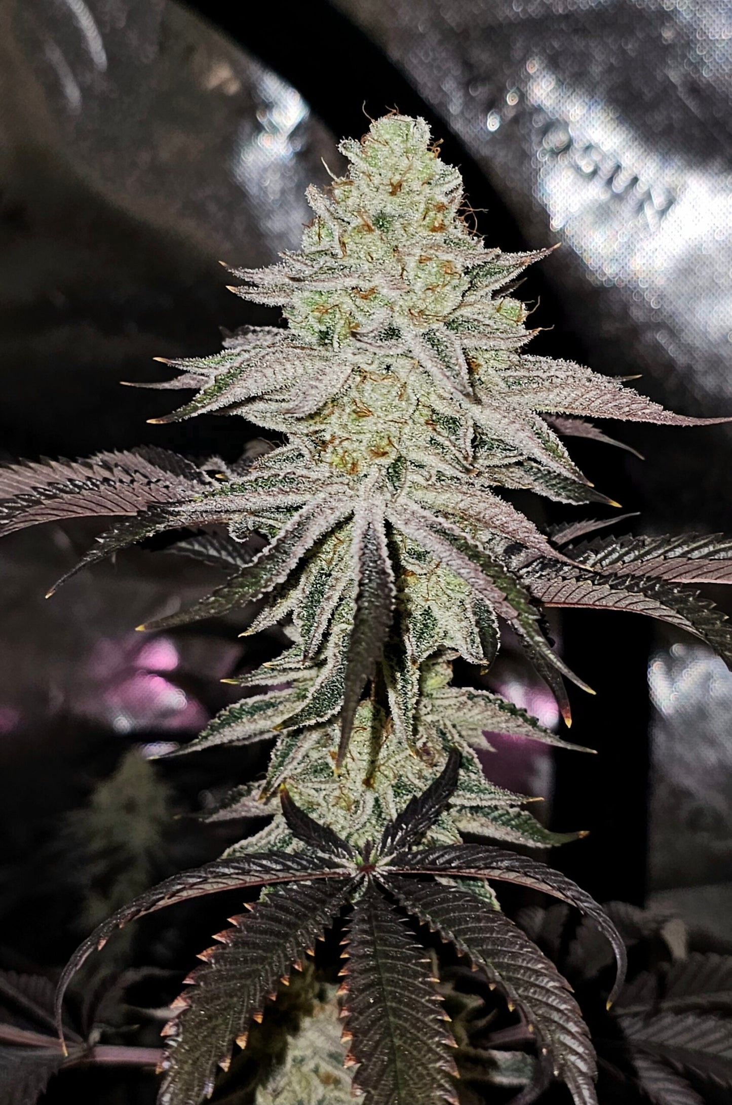 Platinum Zushi (In House Genetics) feminisiert