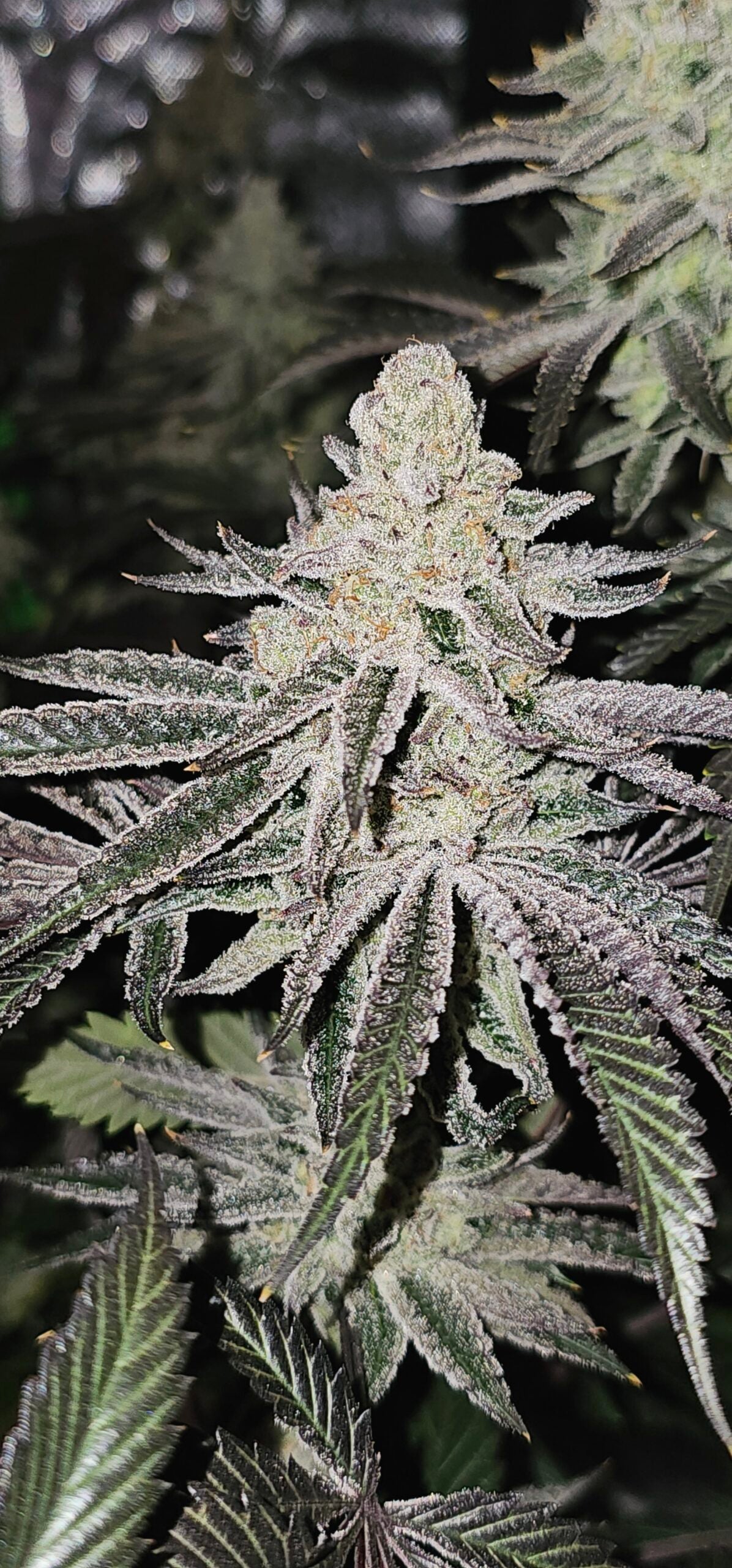 Aurelium (In House Genetics) feminisiert