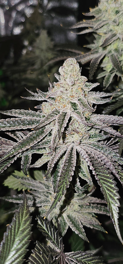 Aurelium (In House Genetics) feminisiert