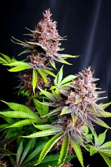 Purple Lemonade FF (FastBuds) feminisiert