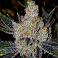10th Planet R1 (Ethos Genetics) feminisiert Cannabis Samen von Ethos Genetics