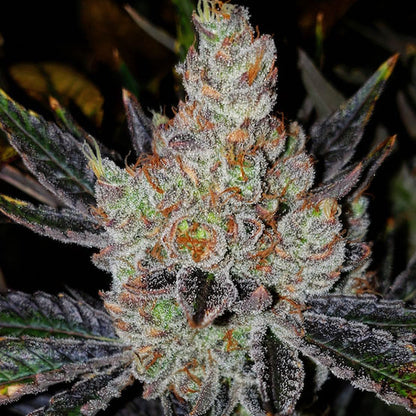 10th Planet R1 (Ethos Genetics) feminisiert