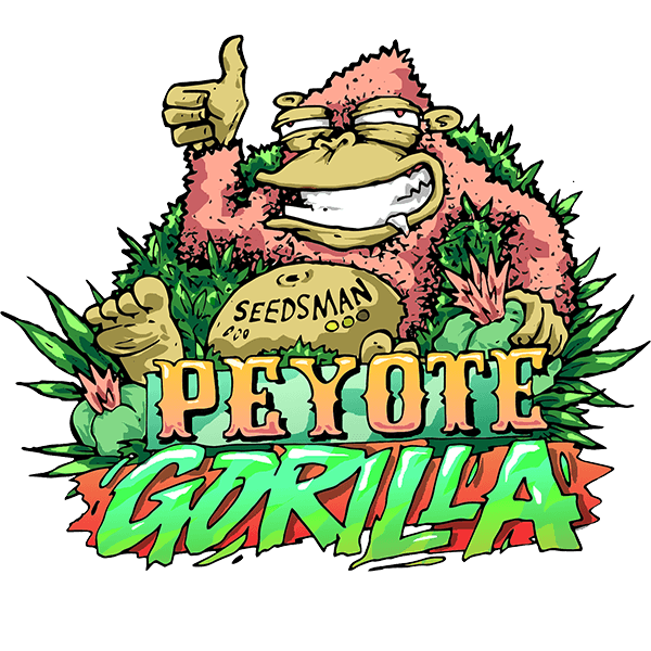 Peyote Gorilla (Seedsman) feminisiert Cannabis Samen von Seedsman
