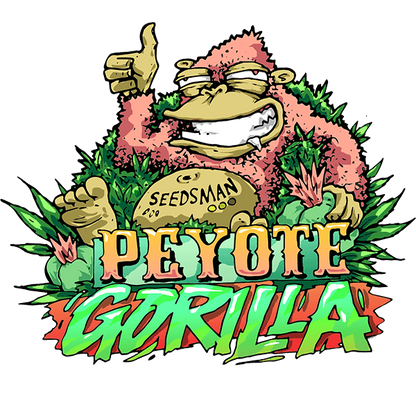Peyote Gorilla (Seedsman) feminisiert Cannabis Samen von Seedsman