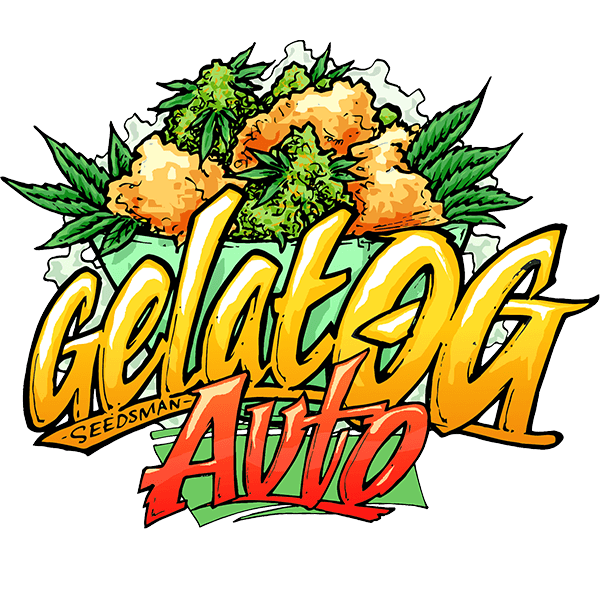 Gelat.OG Auto (Seedsman) Cannabis Samen von Seedsman
