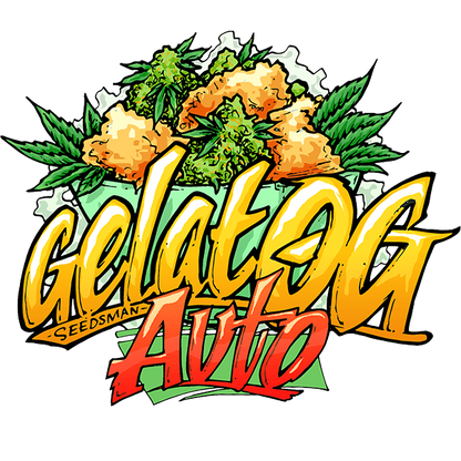 Gelat.OG Auto (Seedsman) Cannabis Samen von Seedsman