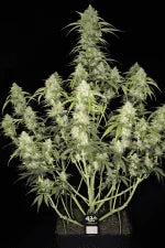 Papaya Cookies Auto (FastBuds)