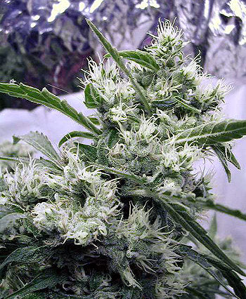 AK47 (Serious Seeds) Regulär Cannabis Samen von Serious Seeds