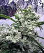 AK47 (Serious Seeds) Regulär