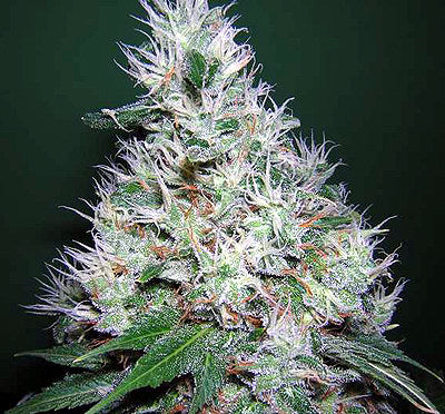 Bubble Gum (Serious Seeds) Regulär Cannabis Samen von Serious Seeds